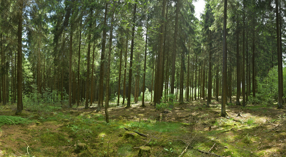 Preview fichtenwald im gegenlicht 2.jpg
